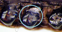 3needle damage